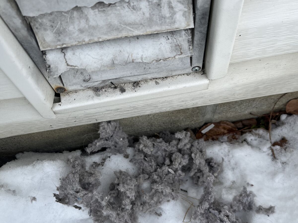 Dryer vent cover removed during cleaning, lint pulled out onto the snow