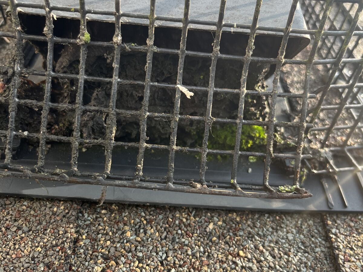 Bird nest inside a caged roof dryer vent termination