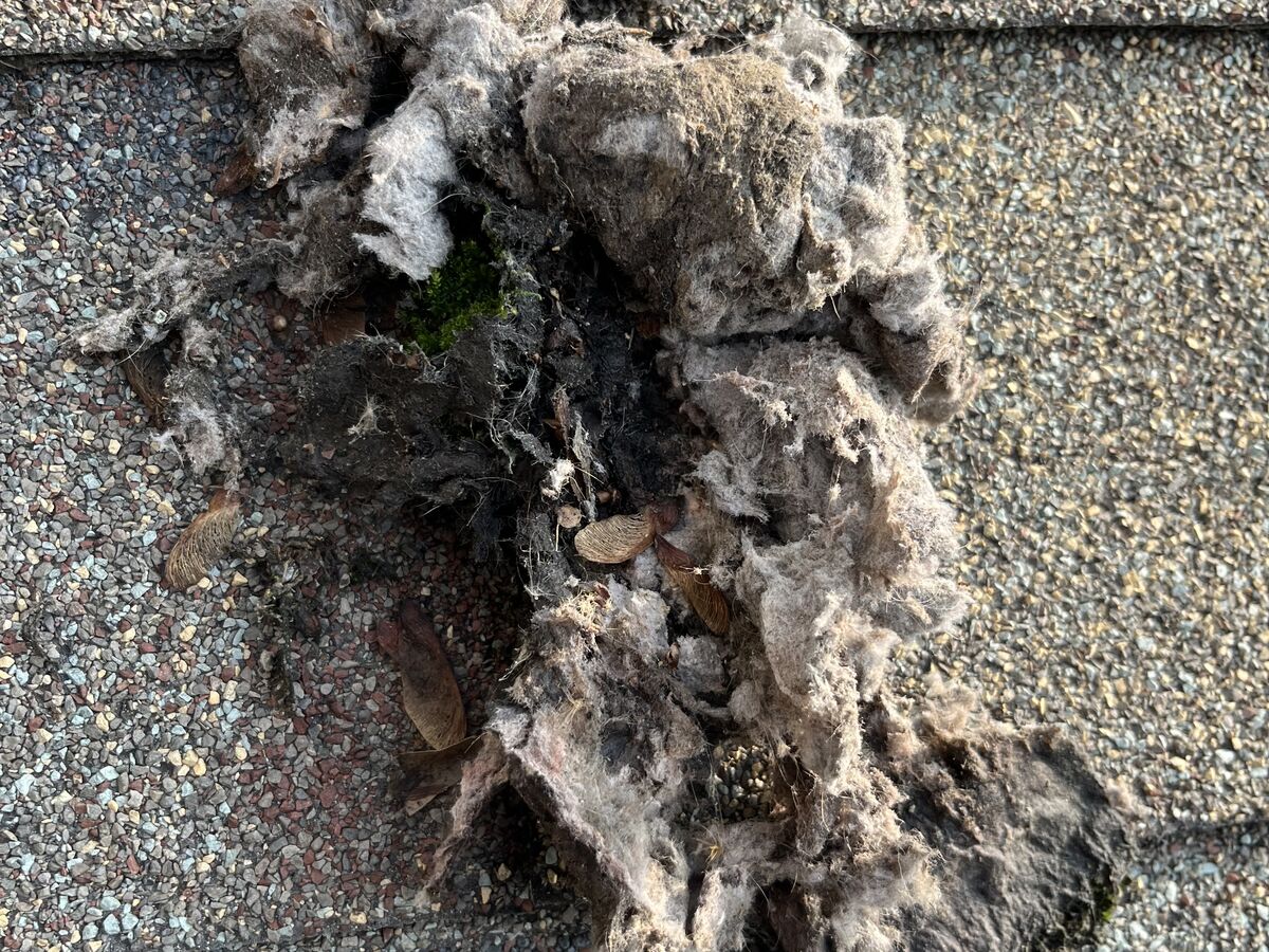 Bird nest material removed from a roof dryer vent and laid on the shingles